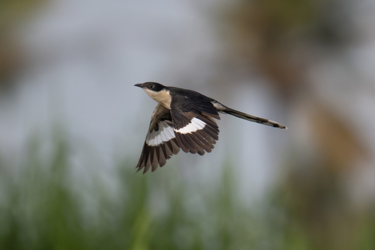 Pied Cuckoo - ML624028887