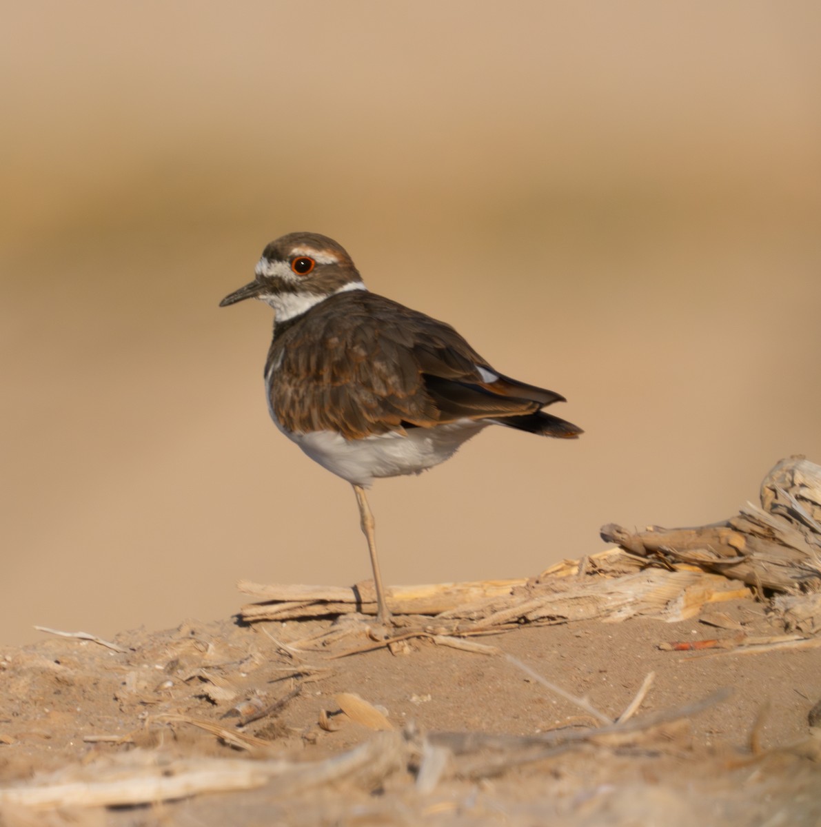 Killdeer - ML624028888