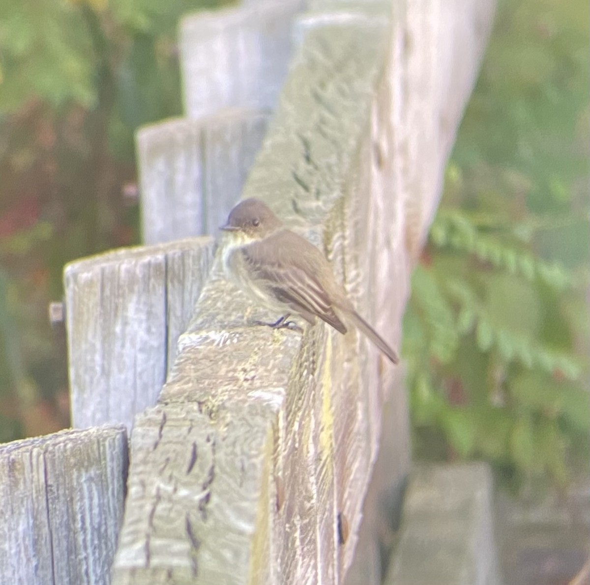 Eastern Phoebe - ML624028889