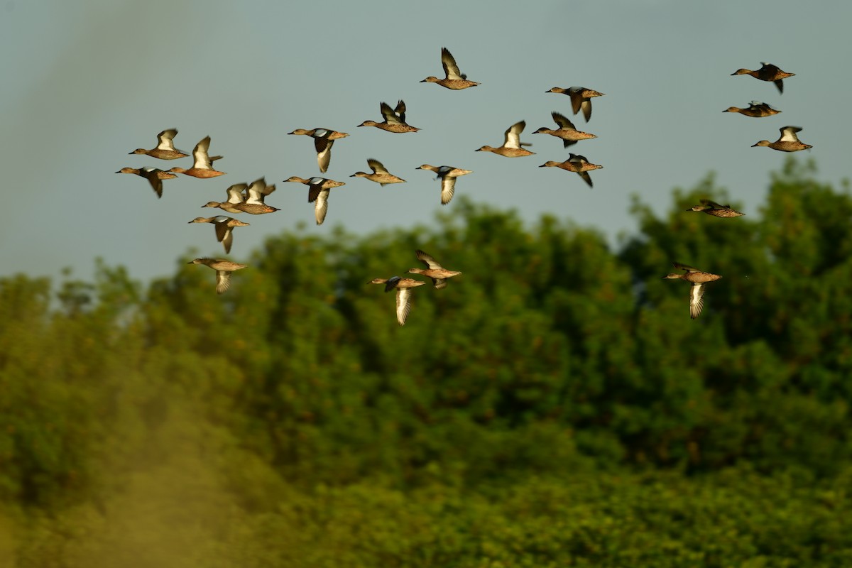 Blue-winged Teal - Etienne Pracht