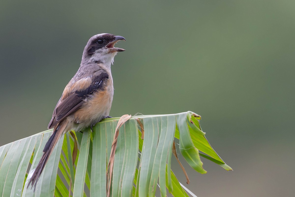 Long-tailed Shrike - ML624028893