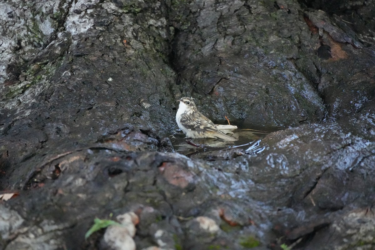 Brown Creeper - ML624028896