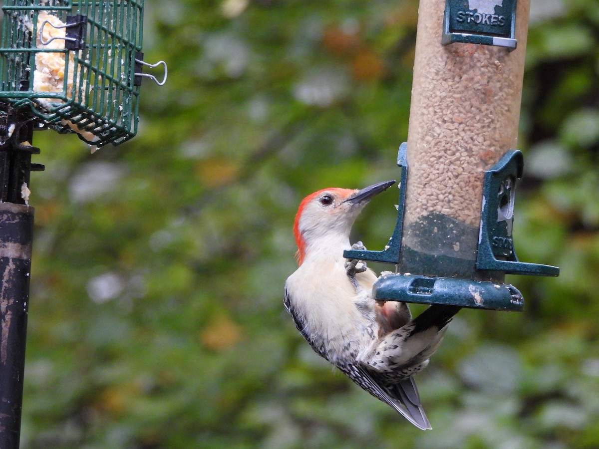 Red-bellied Woodpecker - ML624028897