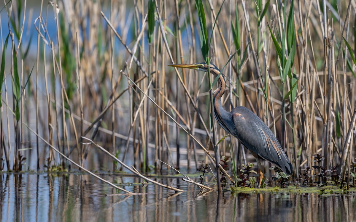 Purple Heron - ML624028900