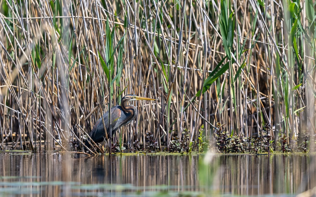 Purple Heron - ML624028901