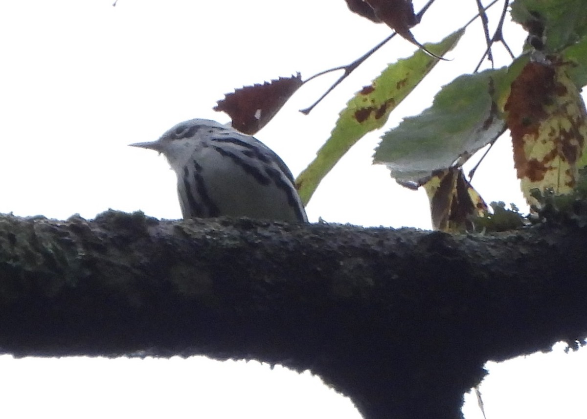 Black-and-white Warbler - ML624028910