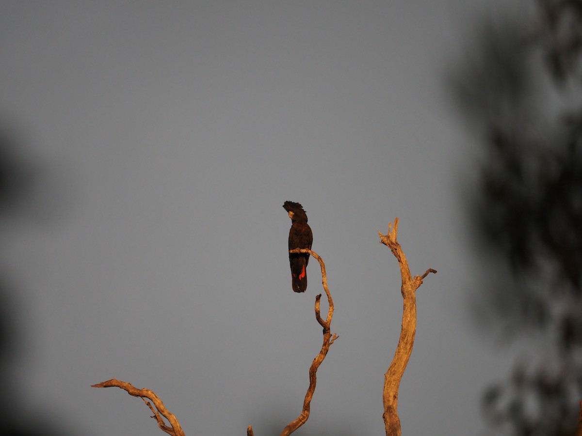 Red-tailed Black-Cockatoo - ML624028933