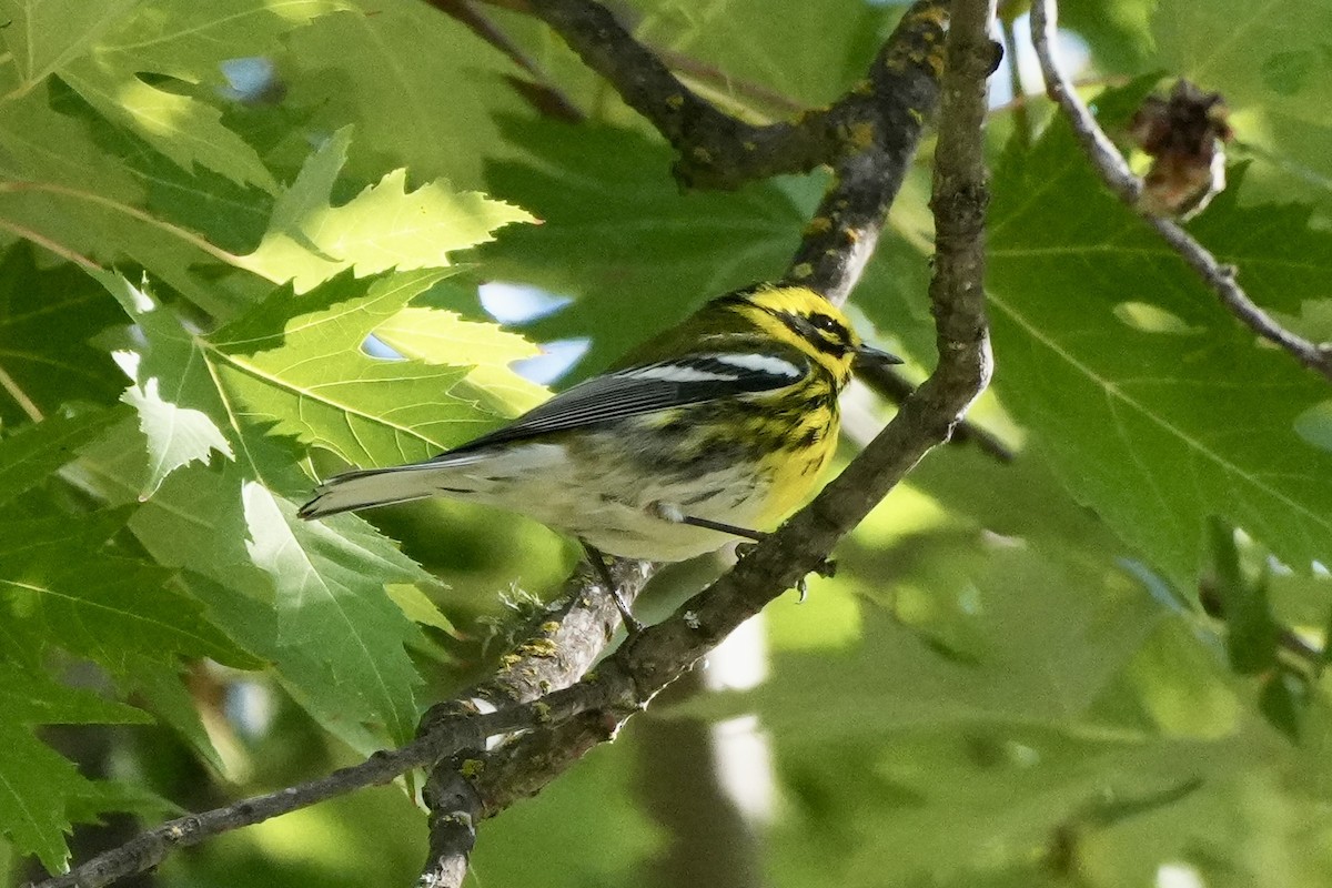 Townsend's Warbler - ML624028947