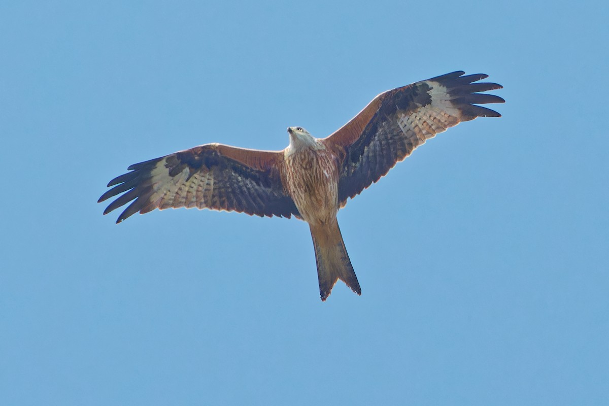 Red Kite - ML624028948