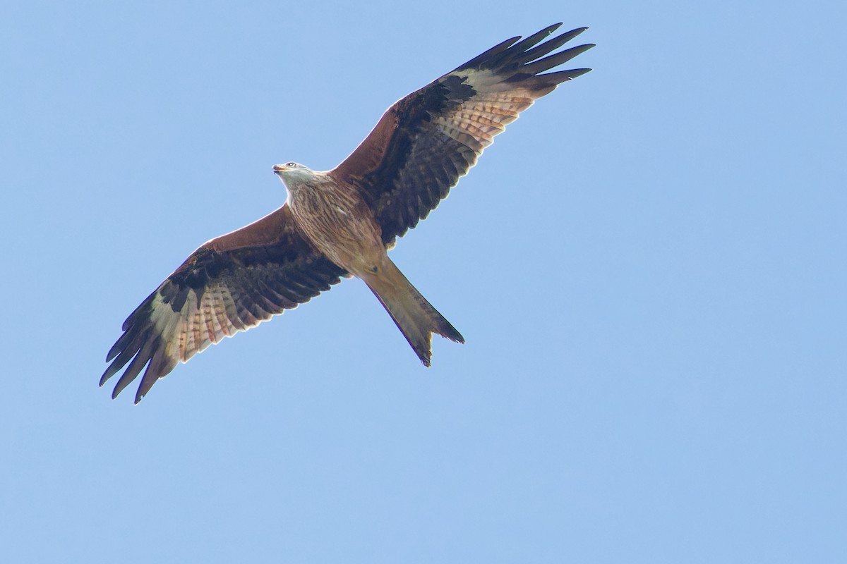 Red Kite - ML624028949