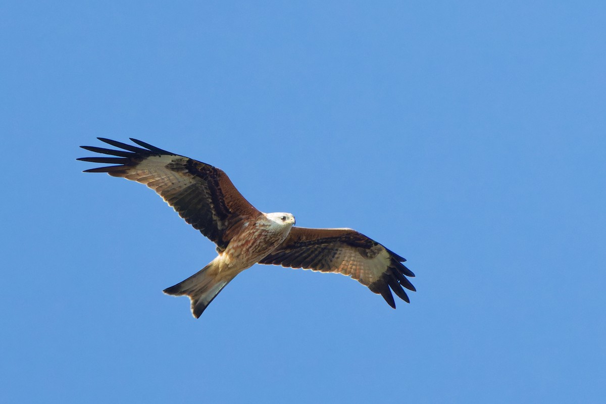 Red Kite - leon berthou