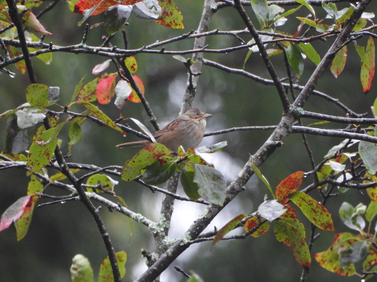 Swamp Sparrow - ML624028954