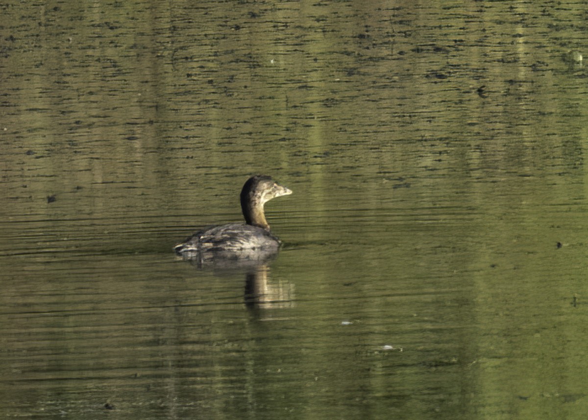 Pied-billed Grebe - ML624028955