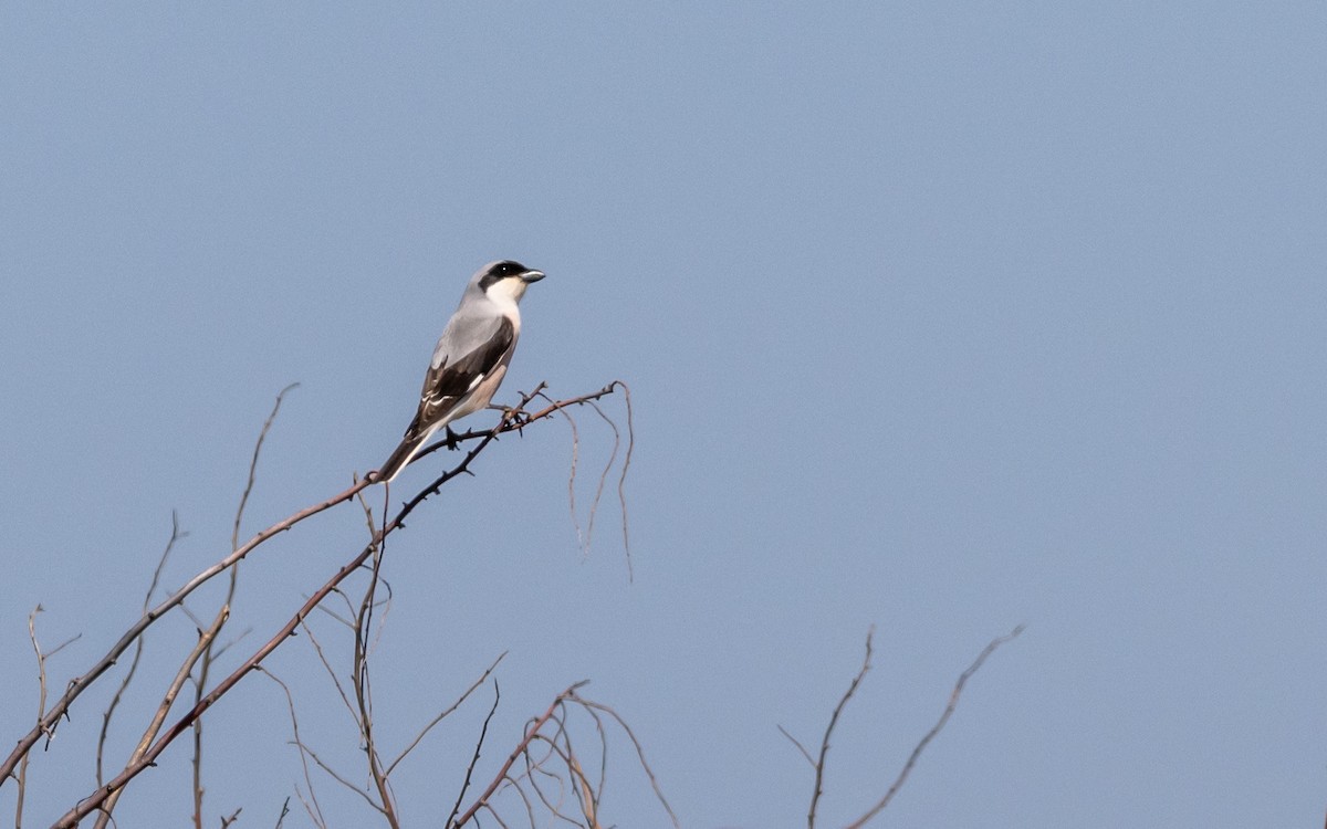 Lesser Gray Shrike - ML624028956