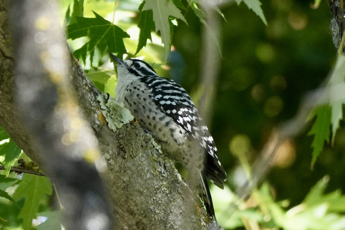 Nuttall's Woodpecker - Ryan Ludman