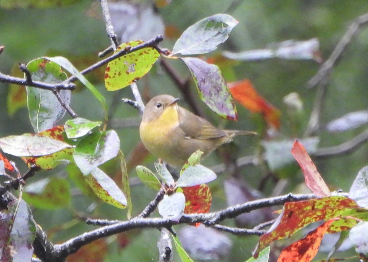 Common Yellowthroat - ML624028962