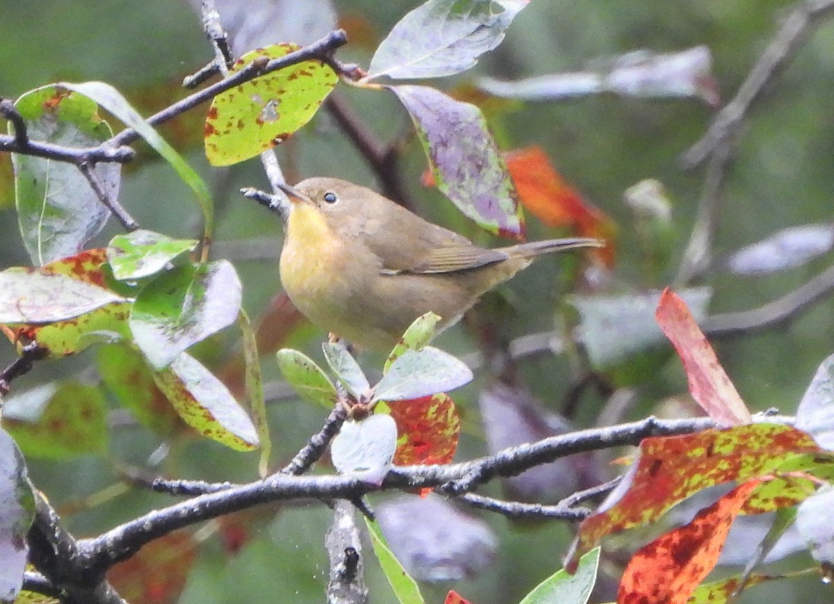 Common Yellowthroat - ML624028963