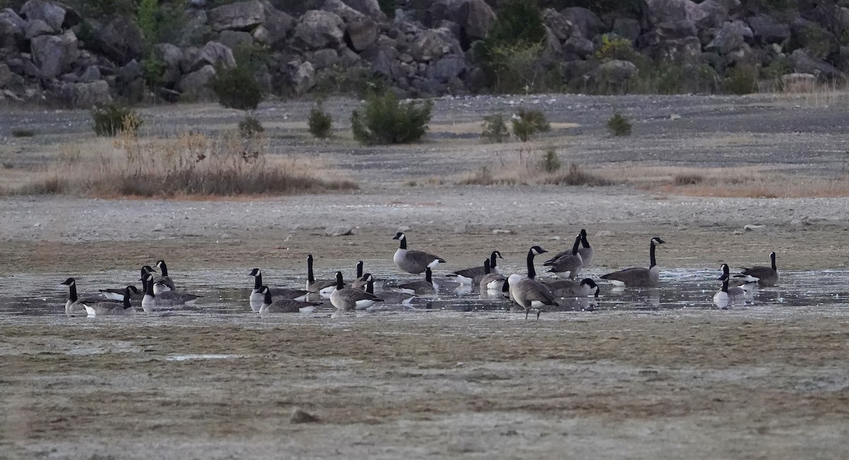 Canada Goose - ML624028965