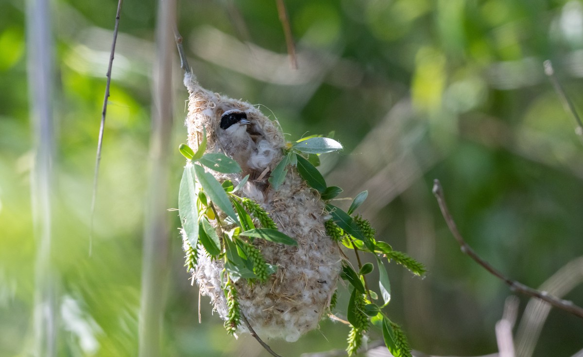 Eurasian Penduline-Tit - ML624028967