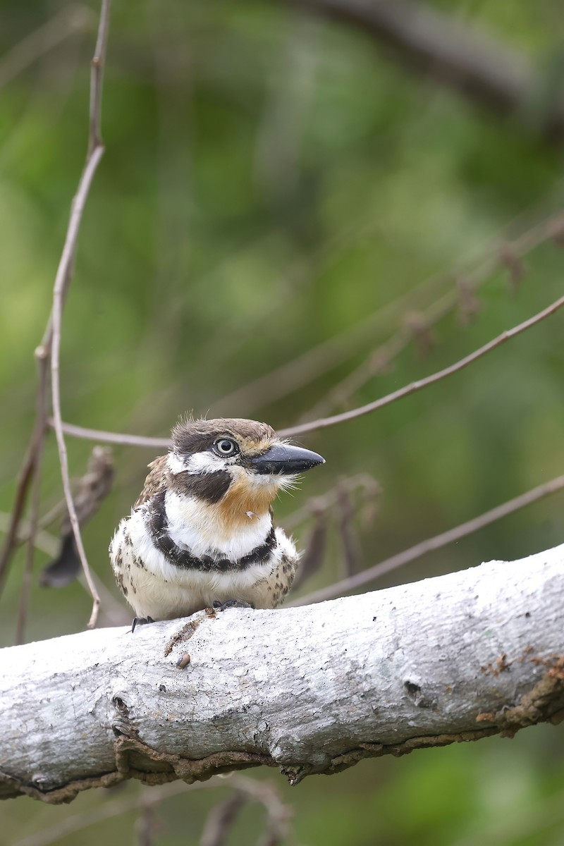 Russet-throated Puffbird - ML624028971