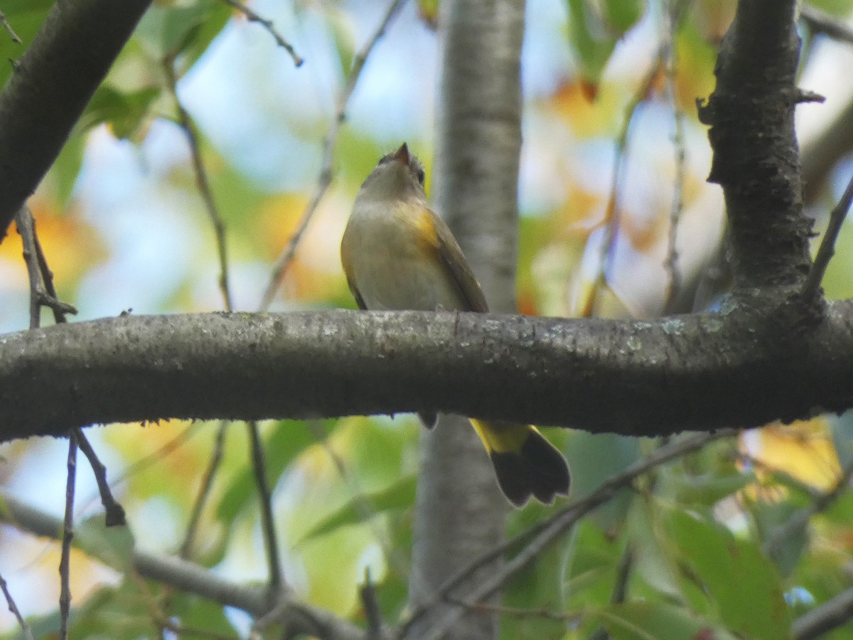 American Redstart - ML624028972