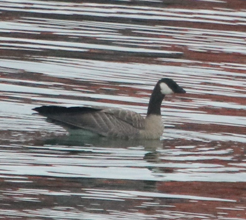 Cackling Goose (Taverner's) - ML624028975