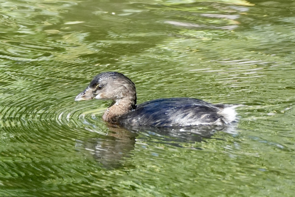 Pied-billed Grebe - ML624028977