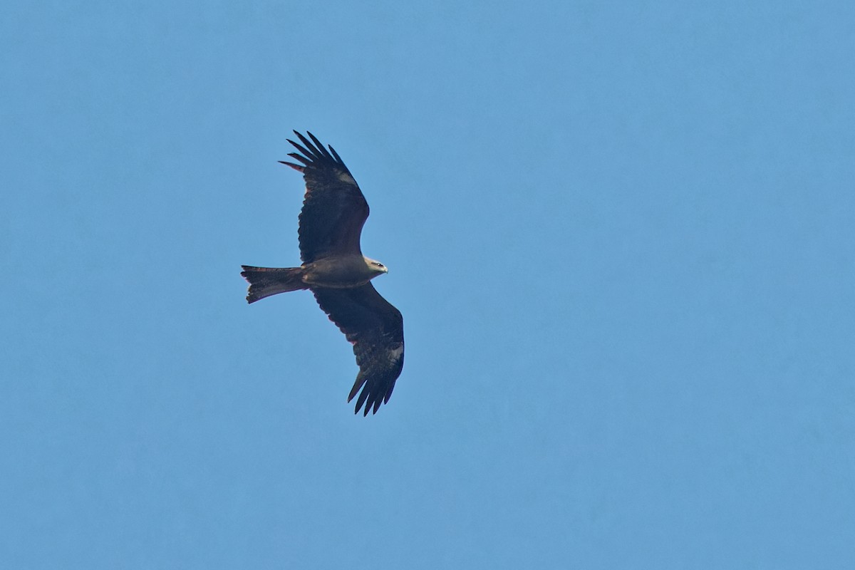 Black Kite - ML624028978