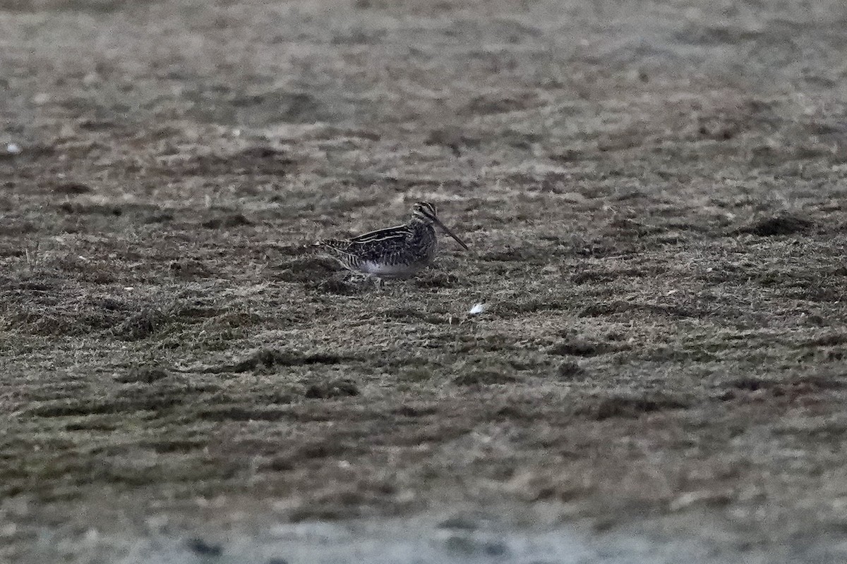 Wilson's Snipe - ML624028985