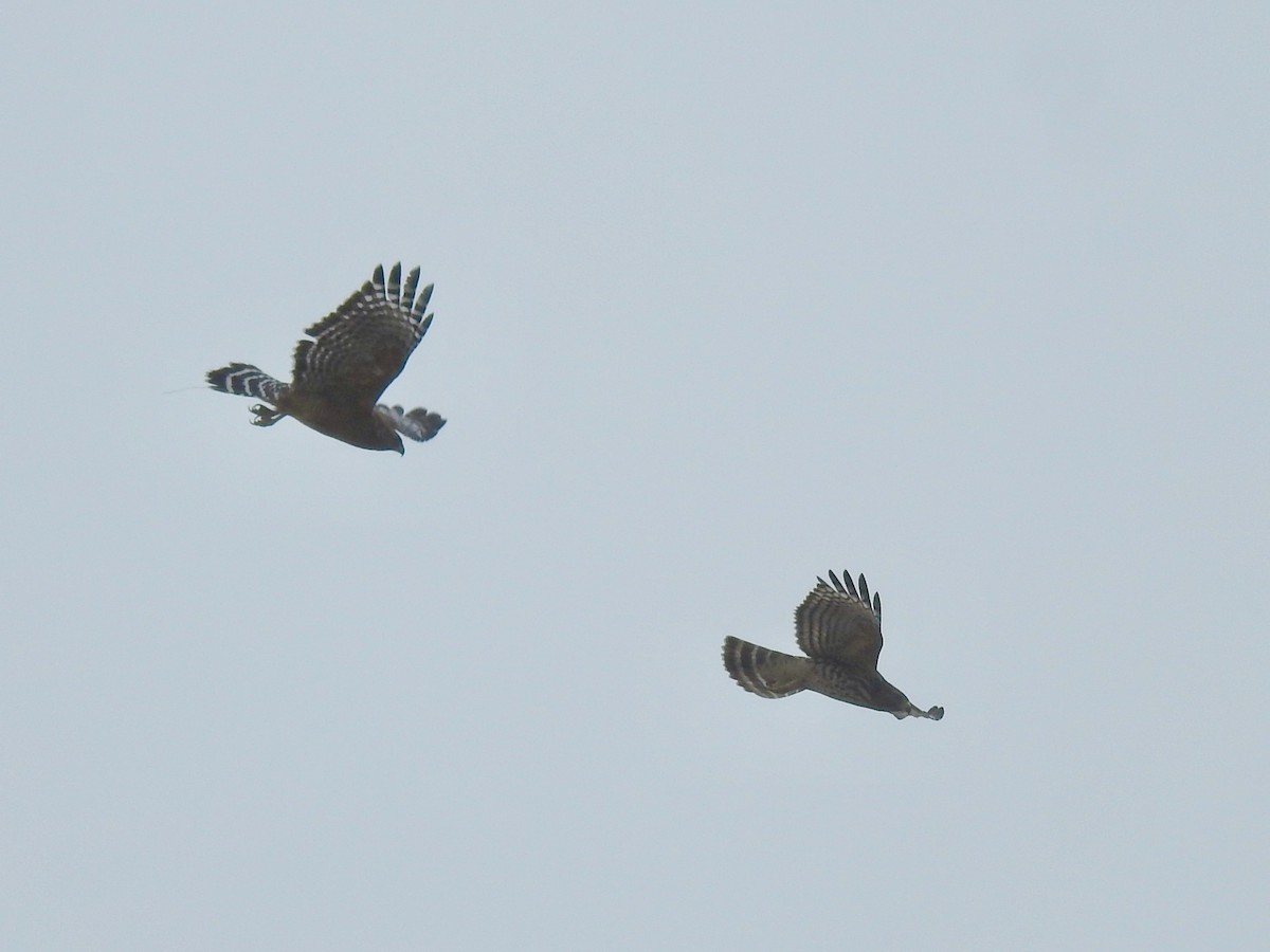 Red-shouldered Hawk - ML624028986