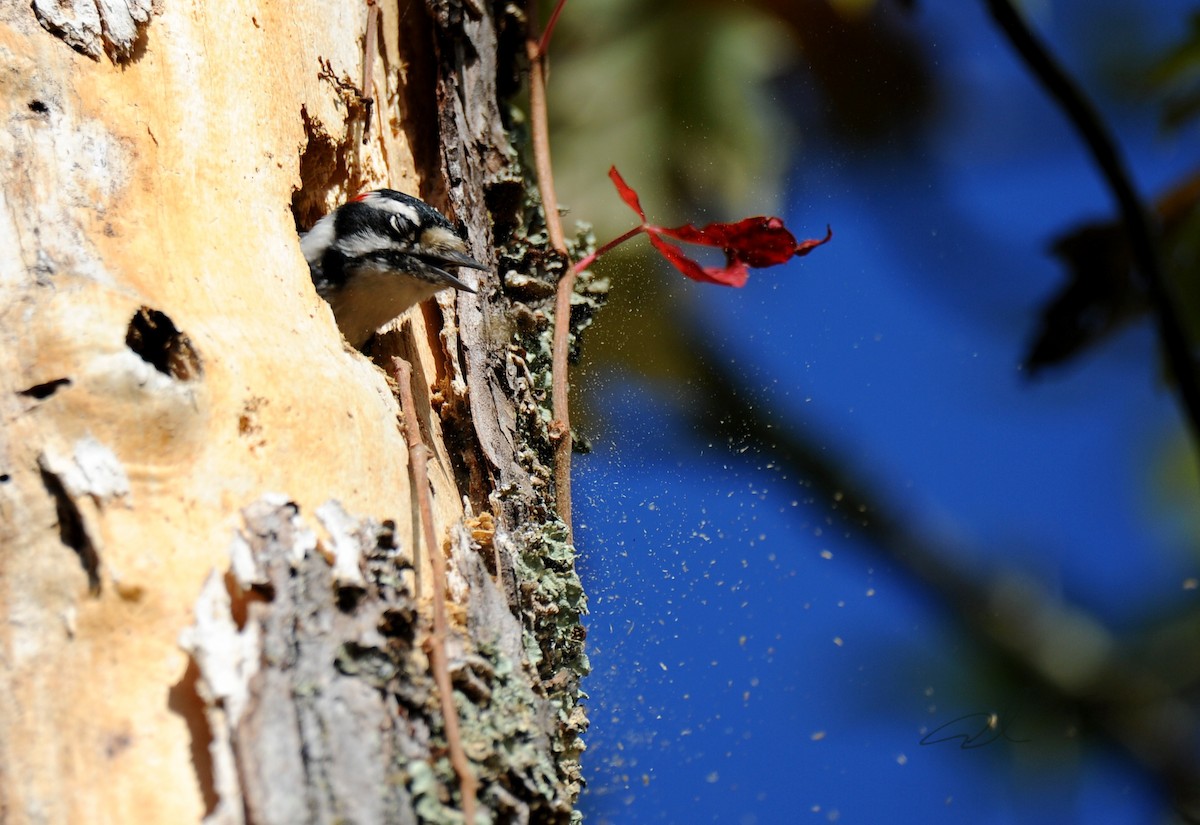 Hairy Woodpecker - ML624028987