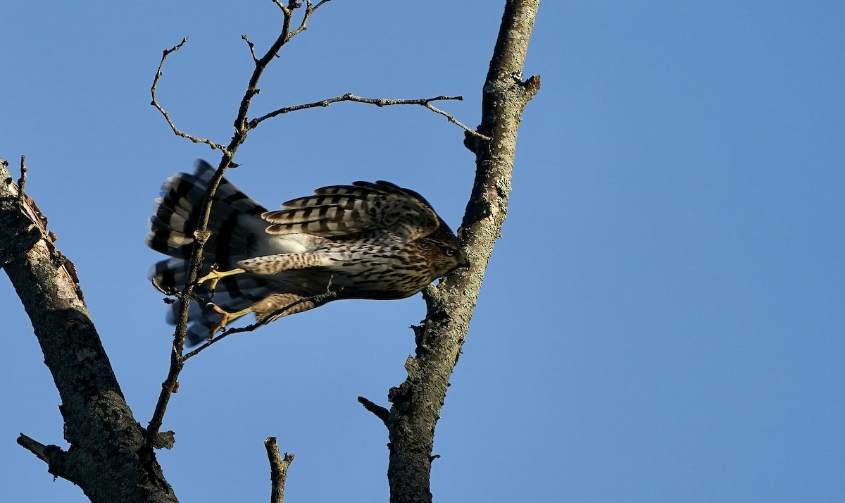 Cooper's Hawk - ML624029002