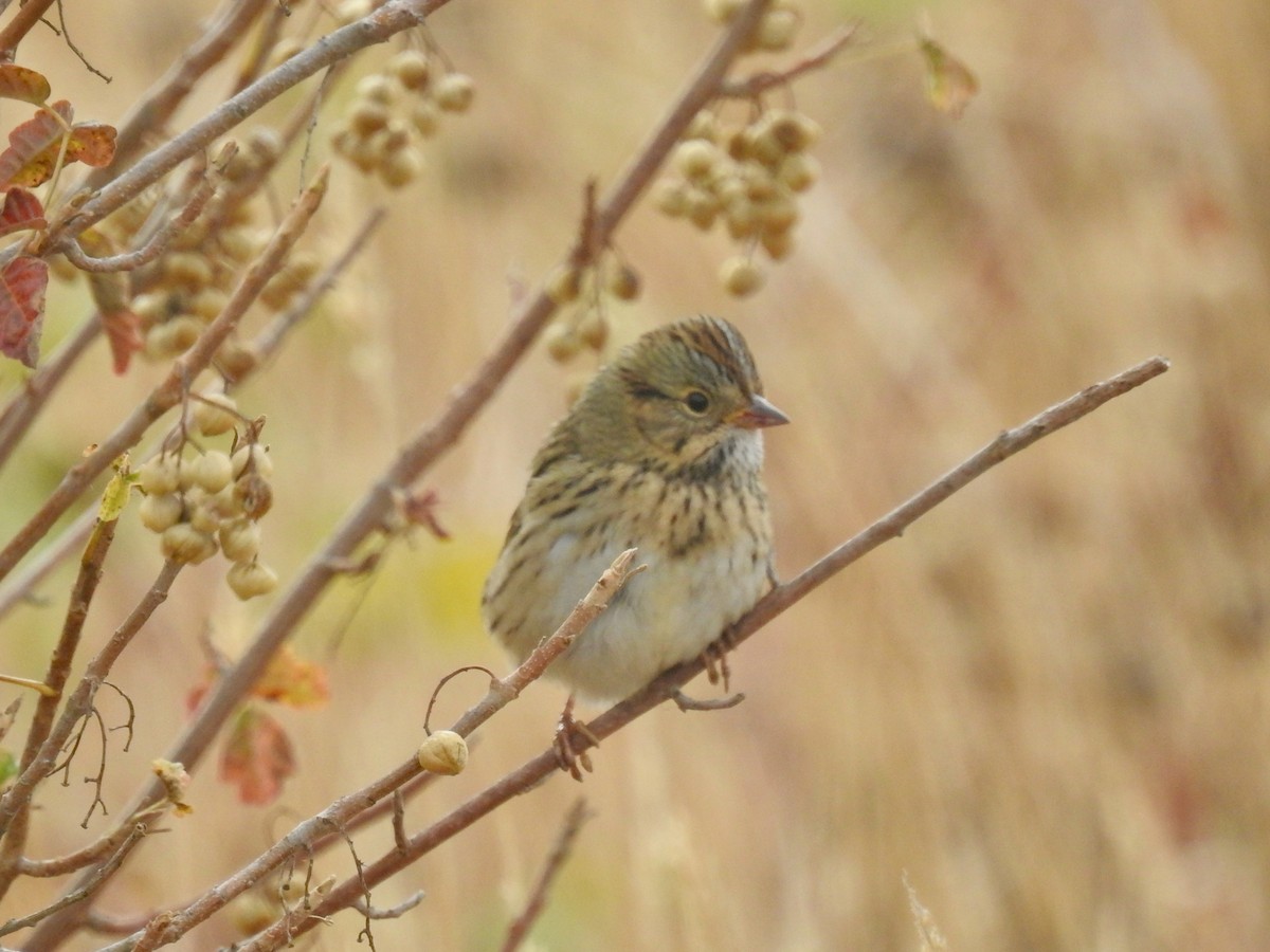 Lincoln's Sparrow - ML624029006