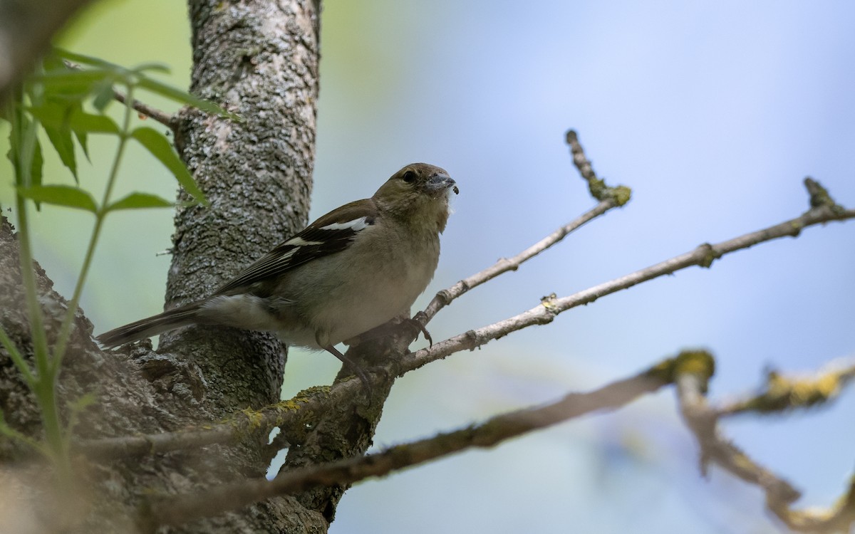 Common Chaffinch - ML624029007