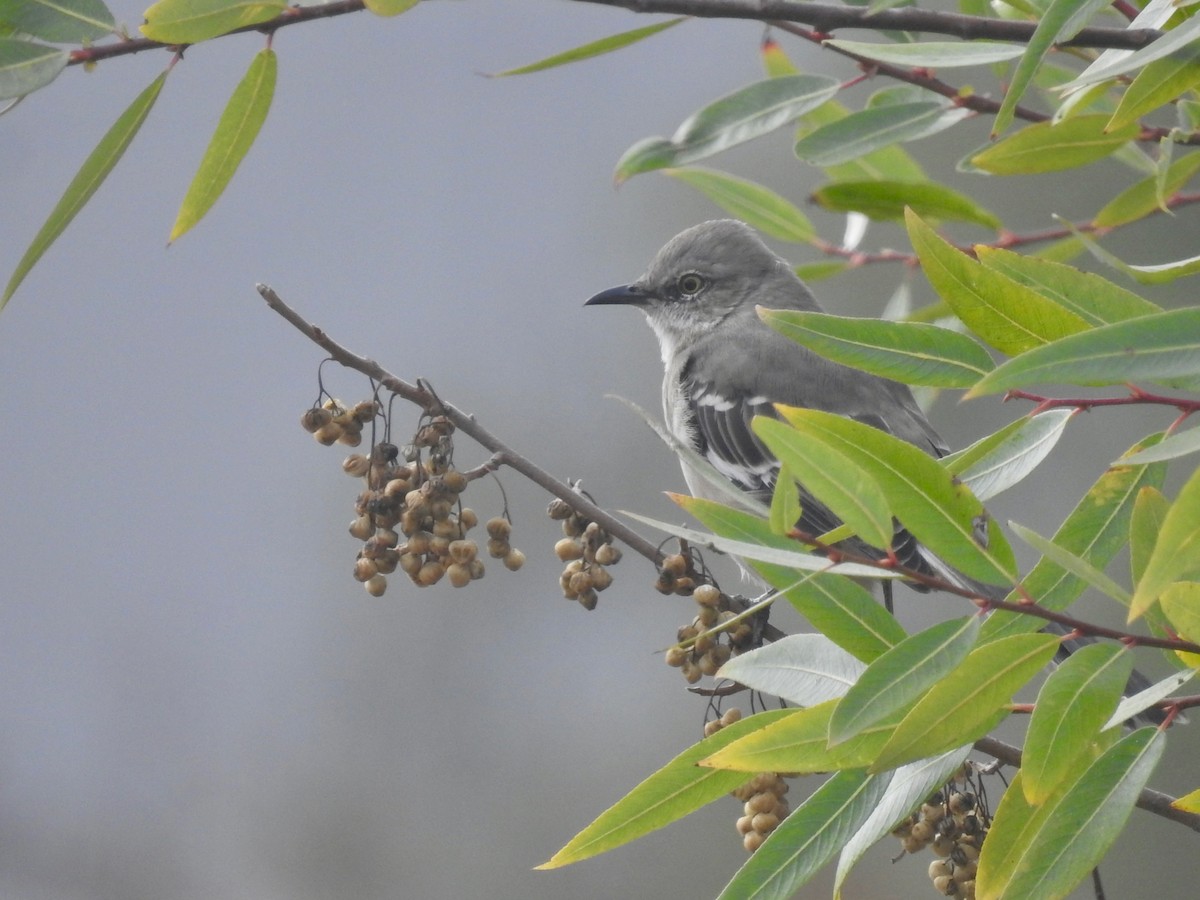 Northern Mockingbird - ML624029008