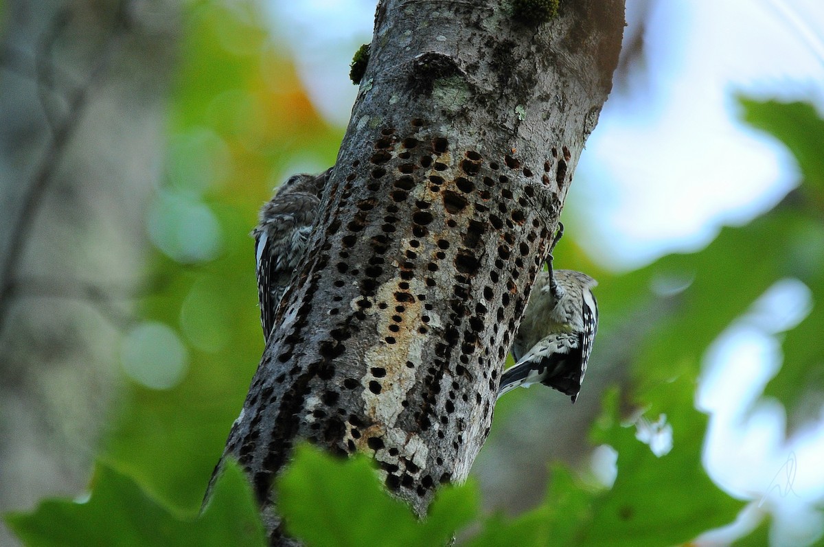 Yellow-bellied Sapsucker - ML624029010