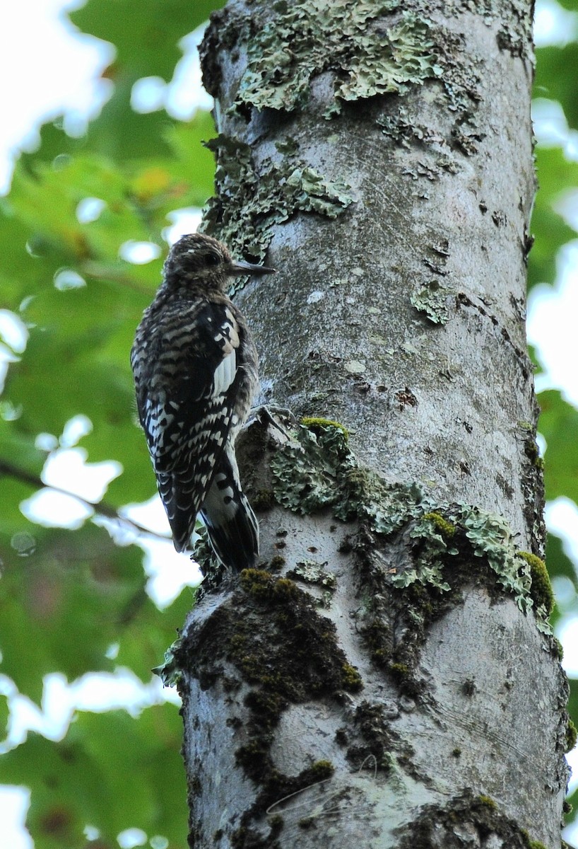 Yellow-bellied Sapsucker - ML624029011