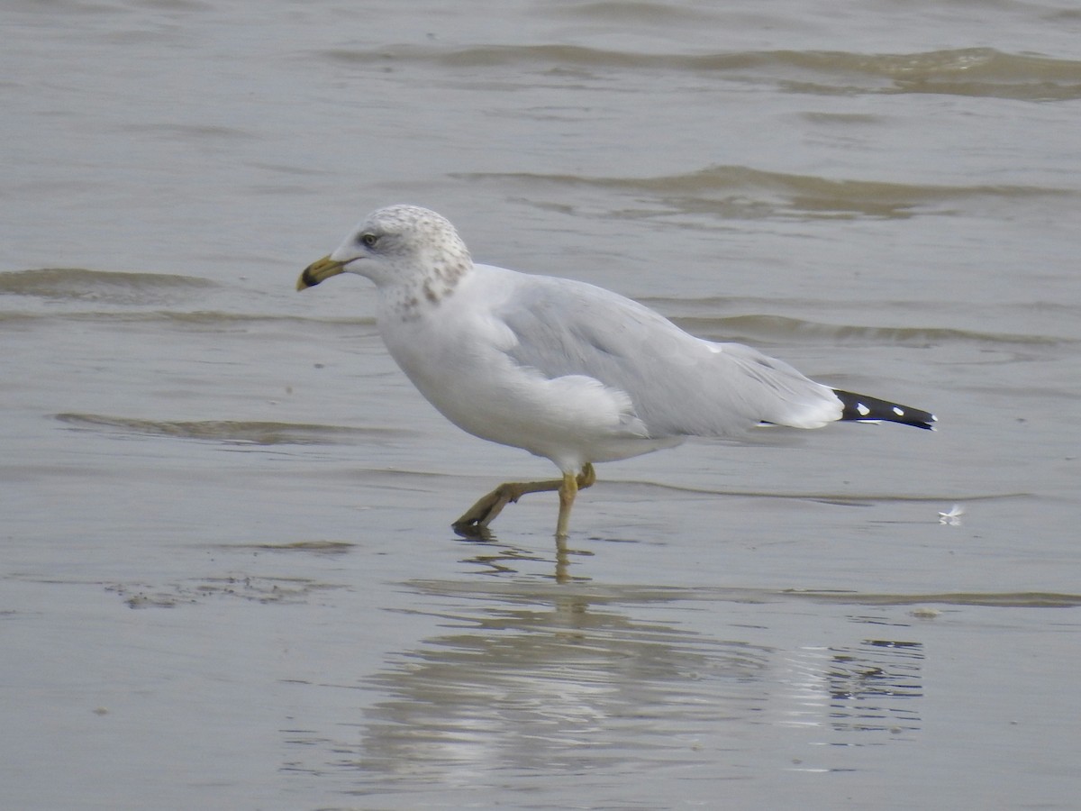 Ring-billed Gull - ML624029013