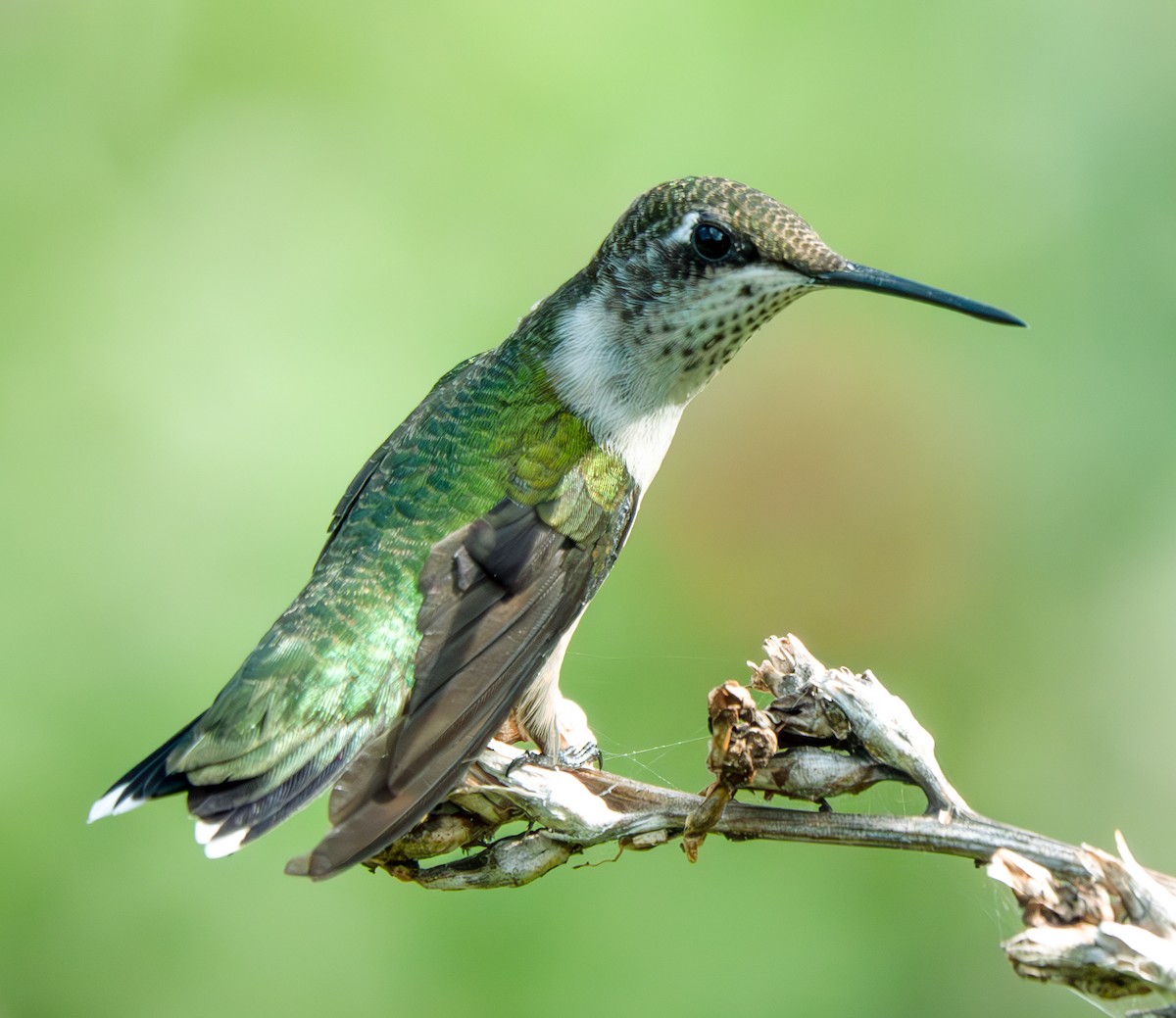 Colibri à gorge rubis - ML624029014