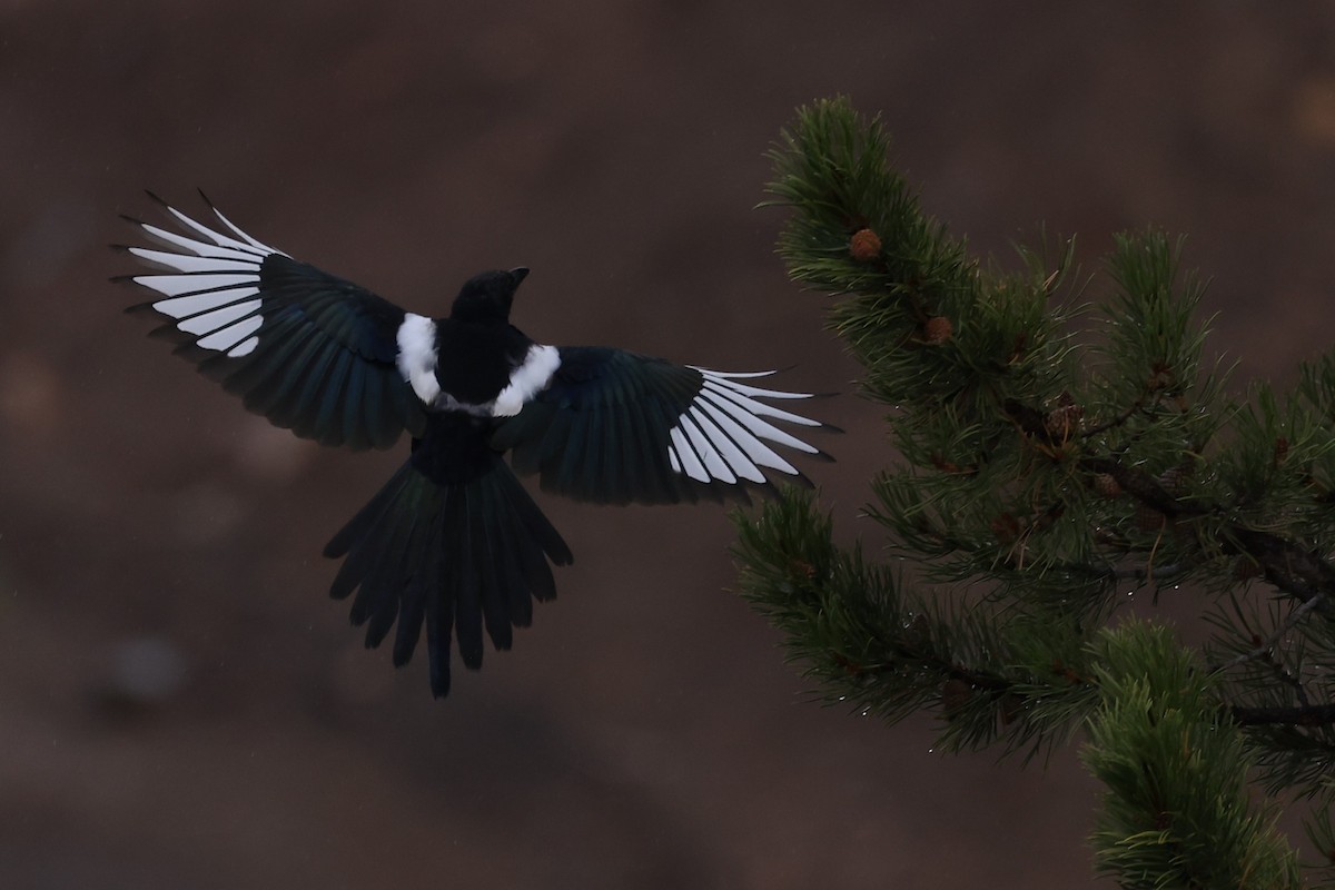 Black-billed Magpie - ML624029015