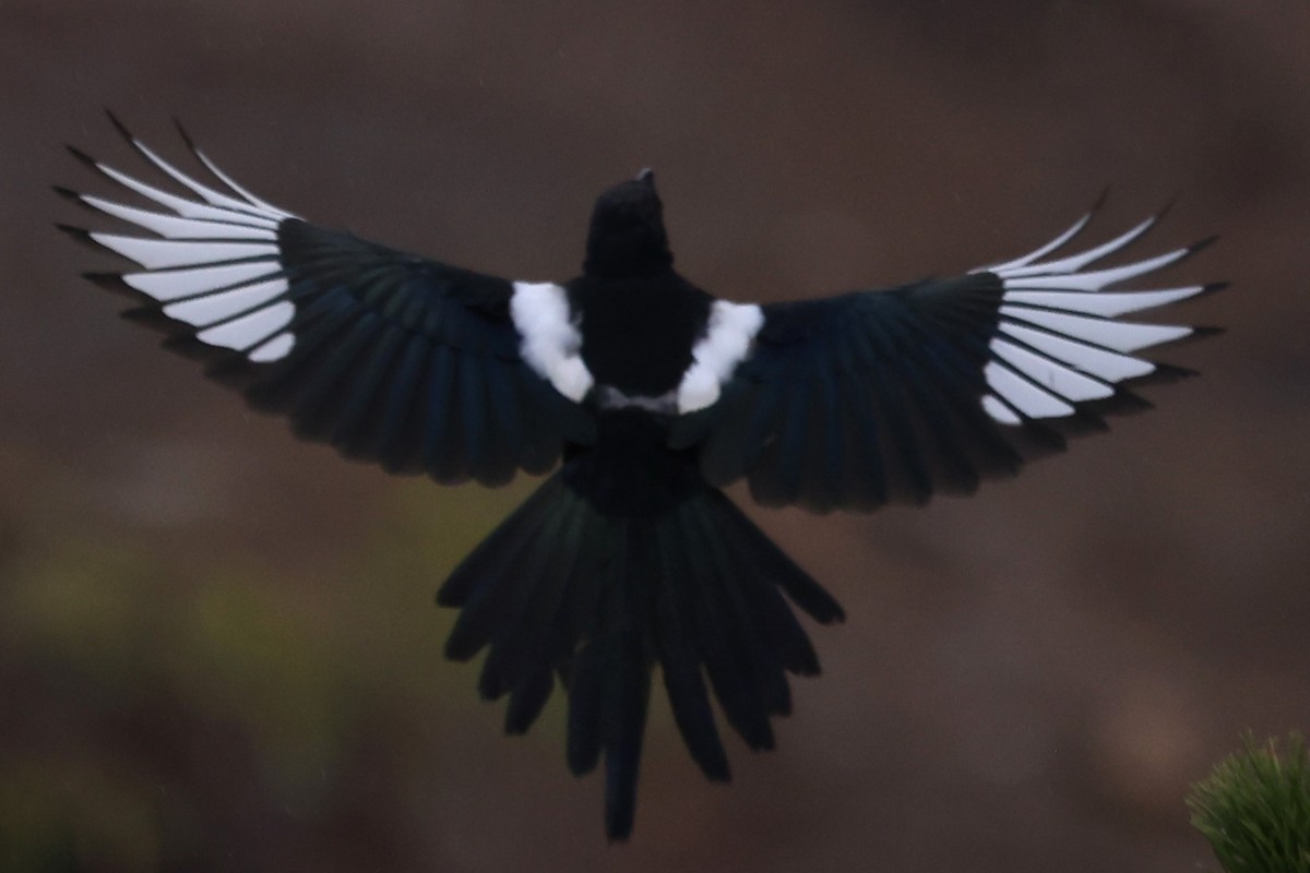 Black-billed Magpie - ML624029017