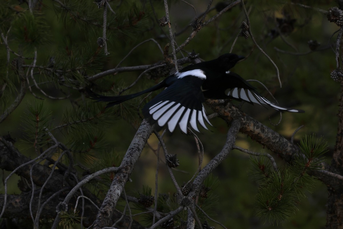 Black-billed Magpie - ML624029018