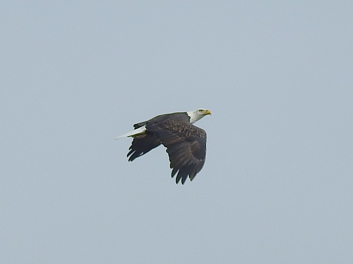 Bald Eagle - ML624029020