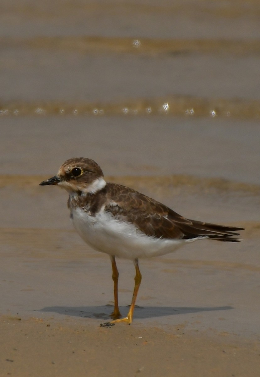 Little Ringed Plover - ML624029021