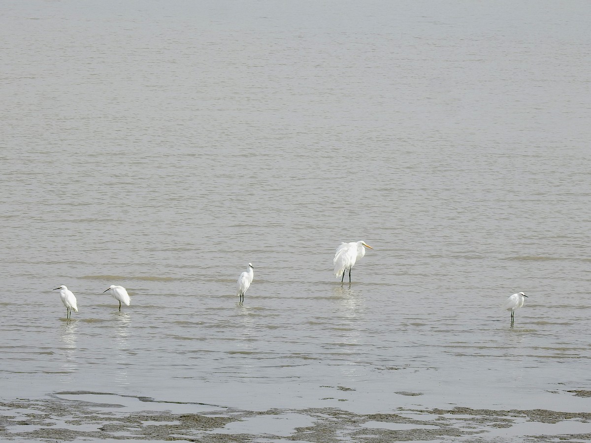 Snowy Egret - ML624029024