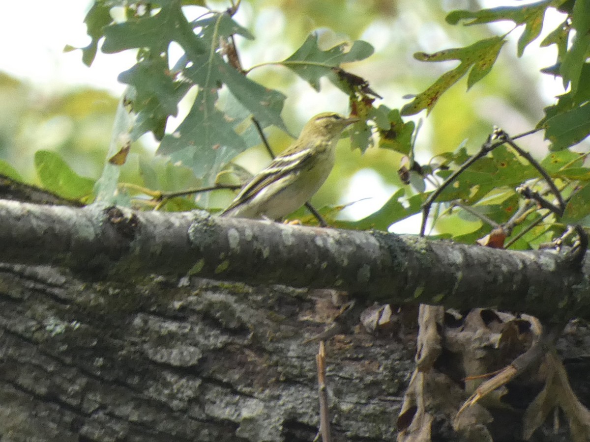 Blackpoll Warbler - ML624029025