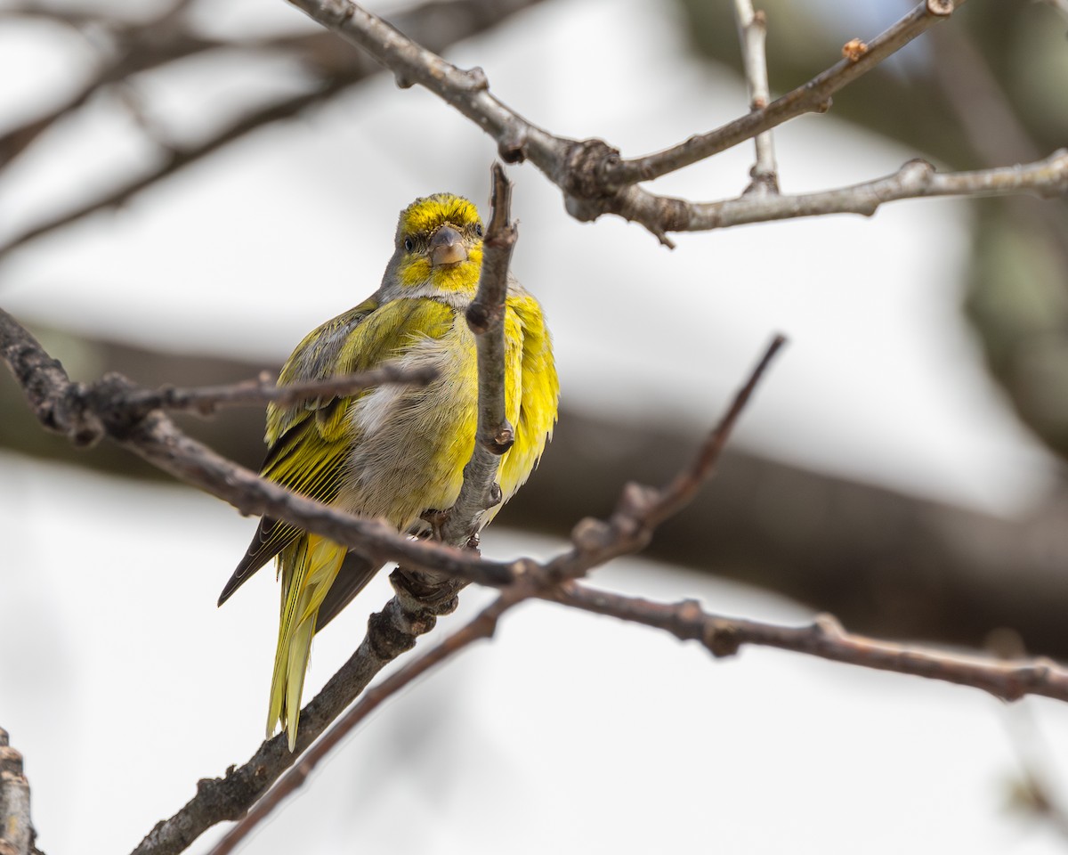 Serin du Cap - ML624029026