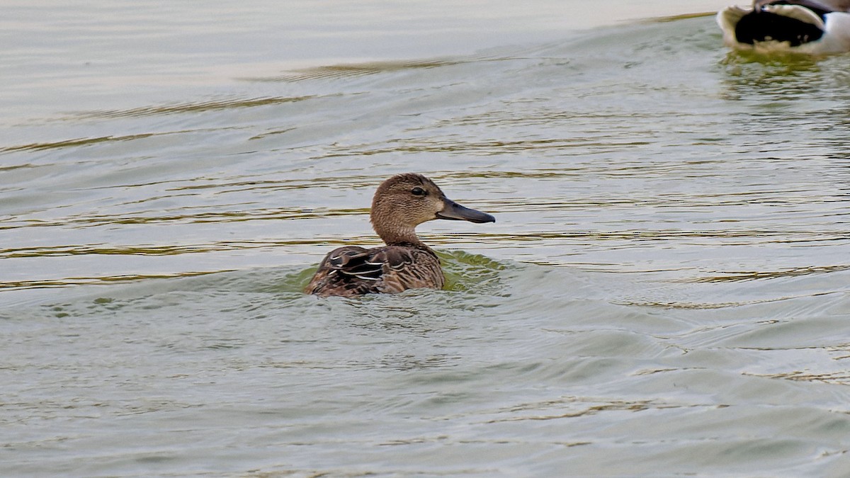 Blue-winged Teal - Craig Becker