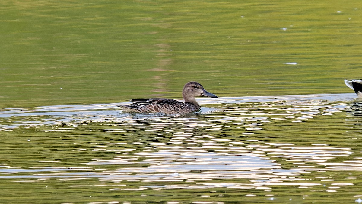 Blue-winged Teal - ML624029030