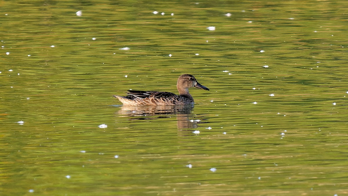 Blue-winged Teal - ML624029031